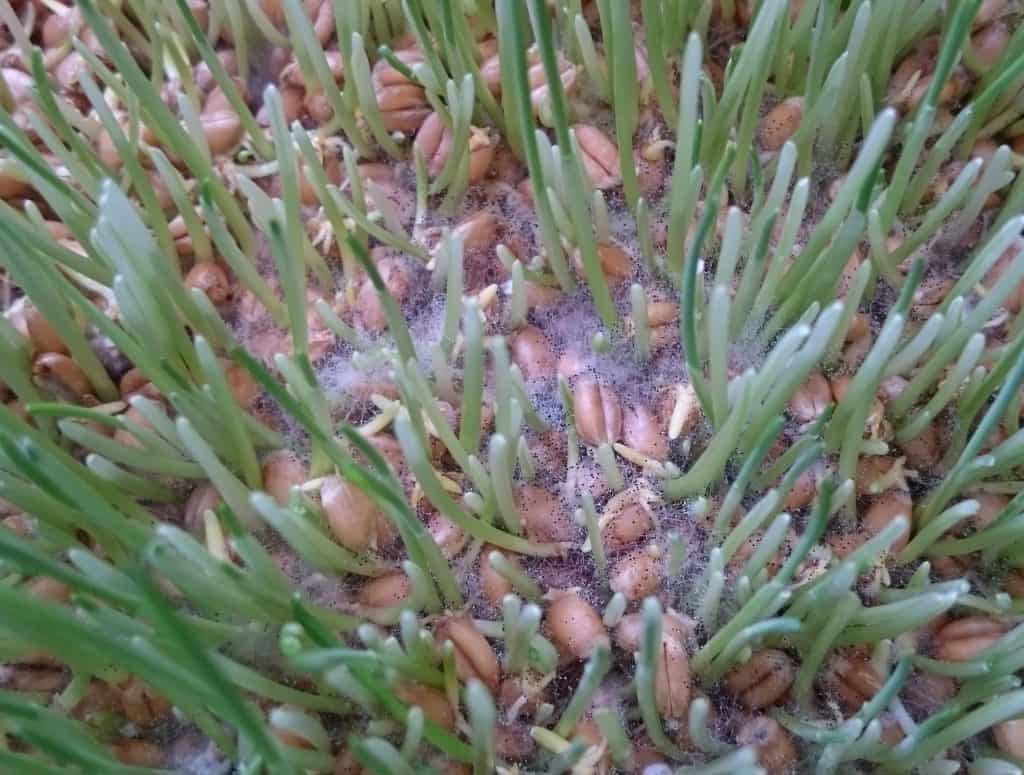 Weizengras Schimmel abgestorben