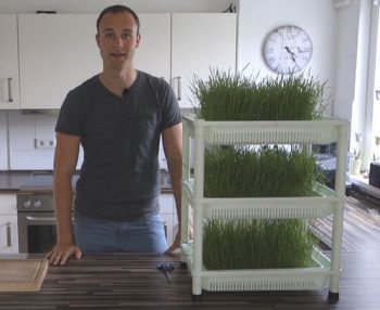 Weizengras anbauen mit dem Sproutman