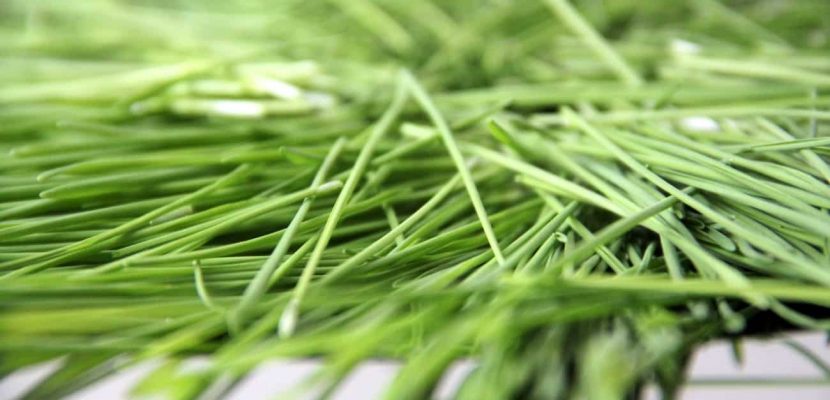 Weizengras nach Ernte Weizengras frisch auf Silberteller