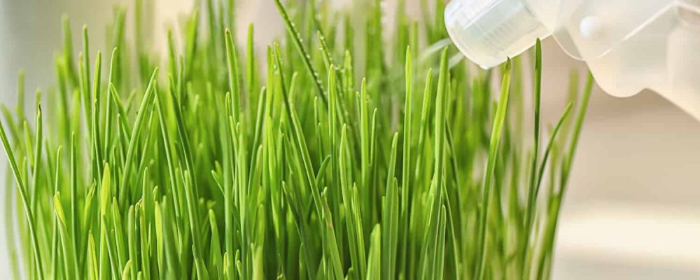Weizengras Sprühflasche Wasser Zerstäuber